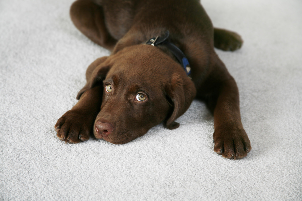 A chocolate Labrador puppy lies on a light gray carpet, gazing directly at the camera with wide, expressive eyes.